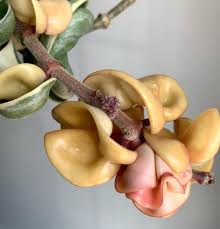 Attēlu rezultāti vaicājumam “Conardia compacta”