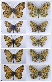 Attēlu rezultāti vaicājumam “Boloria eunomia”