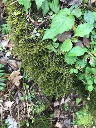 Attēlu rezultāti vaicājumam “Porella platyphylla macro”