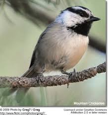 Image result for Poecile montana