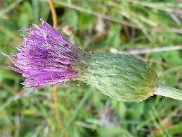 Attēlu rezultāti vaicājumam “Cirsium acaule leaf”