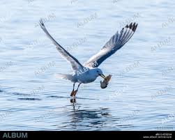 Attēlu rezultāti vaicājumam “Rissa tridactyla adult”