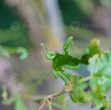 Attēlu rezultāti vaicājumam “Nematus ribesii larva”