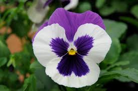 Attēlu rezultāti vaicājumam “Viola uliginosa flower”