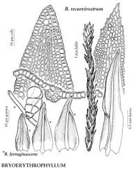 Attēlu rezultāti vaicājumam “Bryoerythrophyllum recurvirostrum”