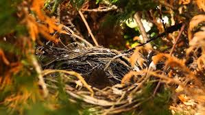 Attēlu rezultāti vaicājumam “Troglodytes troglodytes nest”