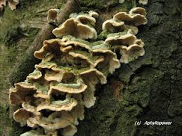 Attēlu rezultāti vaicājumam “Steccherinum bourdotii”