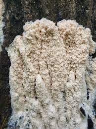 Attēlu rezultāti vaicājumam “Brefeldia maxima spores”