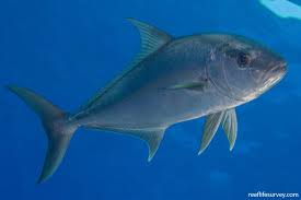 Image result for Seriola rivoliana