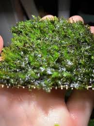 Attēlu rezultāti vaicājumam “Fissidens arnoldii macro”