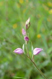 Attēlu rezultāti vaicājumam “Cephalanthera rubra bud”