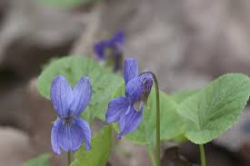 Attēlu rezultāti vaicājumam “Viola palustris”