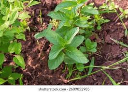 Attēlu rezultāti vaicājumam “Mentha x piperita leaf”