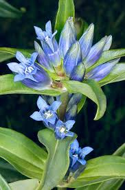 Attēlu rezultāti vaicājumam “Gentiana cruciata flower”
