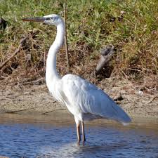 Image result for heron