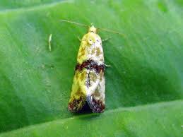 Attēlu rezultāti vaicājumam “Eupoecilia angustana”