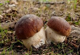 Attēlu rezultāti vaicājumam “Boletus edulis”