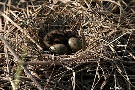 Attēlu rezultāti vaicājumam “Larus ridibundus eggs”