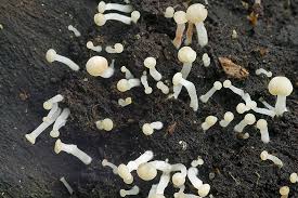 Attēlu rezultāti vaicājumam “Cudoniella acicularis”