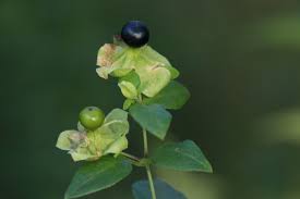 Attēlu rezultāti vaicājumam “Silene baccifera fruit”