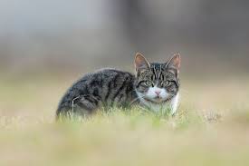 Attēlu rezultāti vaicājumam “Felis silvestris catus”