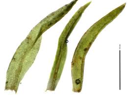 Attēlu rezultāti vaicājumam “Hymenostylium recurvirostrum”