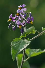 Attēlu rezultāti vaicājumam “Solanum dulcamara flower”