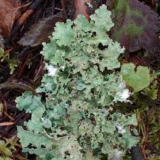 Attēlu rezultāti vaicājumam “Platismatia glauca”