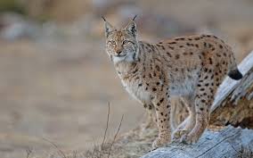 Attēlu rezultāti vaicājumam “Lynx lynx”