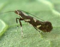 Attēlu rezultāti vaicājumam “Calybites phasianipennella”