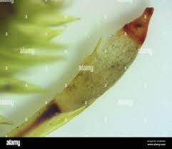 Attēlu rezultāti vaicājumam “Leucodon sciuroides”