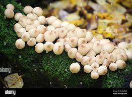 Attēlu rezultāti vaicājumam “Lycoperdon pyriforme young”