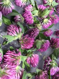 Attēlu rezultāti vaicājumam “Trifolium pratense flower”
