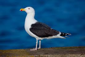 Attēlu rezultāti vaicājumam “Larus marinus”