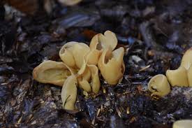 Attēlu rezultāti vaicājumam “Otidea onotica”