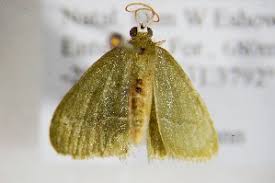 Attēlu rezultāti vaicājumam “Chlorissa viridata”