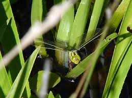 Attēlu rezultāti vaicājumam “Aeshna viridis”