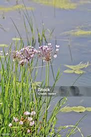 Attēlu rezultāti vaicājumam “Butomus umbellatus”