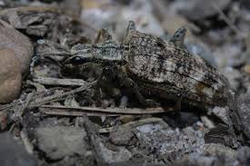 Attēlu rezultāti vaicājumam “Rhagium inquisitor”