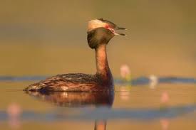 Image result for Podiceps auritus