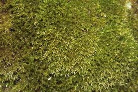 Attēlu rezultāti vaicājumam “Hymenostylium recurvirostrum”