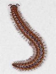 Attēlu rezultāti vaicājumam “Craspedosoma rawlinsi”