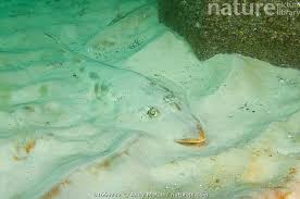 Image result for Pseudobatos lentiginosus