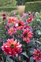 Image result for Dahlia Darkarin`