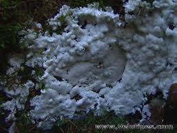 Attēlu rezultāti vaicājumam “Postia sericeomollis”