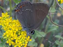 Attēlu rezultāti vaicājumam “Satyrium ilicis underside”