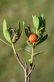 Attēlu rezultāti vaicājumam “Daphne mezereum leaf”