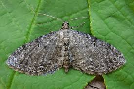 Attēlu rezultāti vaicājumam “Anticollix sparsata”