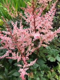 Attēlu rezultāti vaicājumam “Astilbe chinensis”