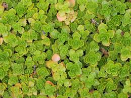 Attēlu rezultāti vaicājumam “Phedimus spurius”